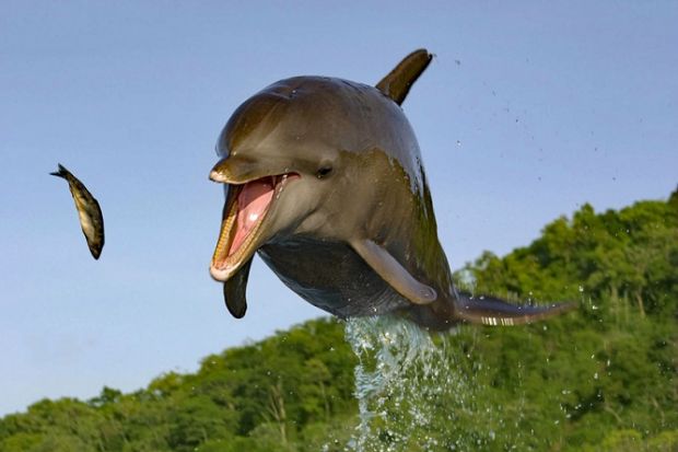 A dolphin leaping out of the water to catch a fish