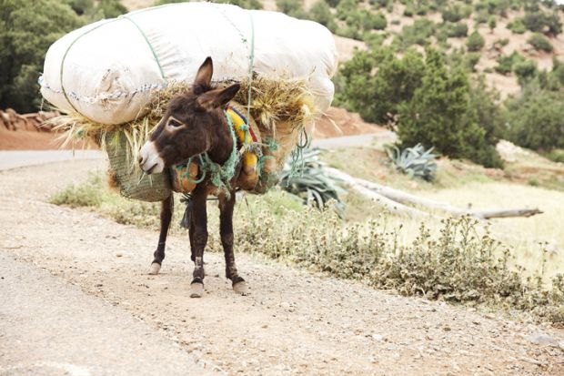 Donkey weighed down with heavy load of hay