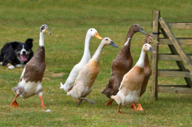 Ducks being herded by a Border Collie Dog