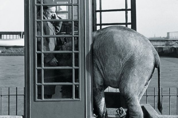 Elephant in a phonebox