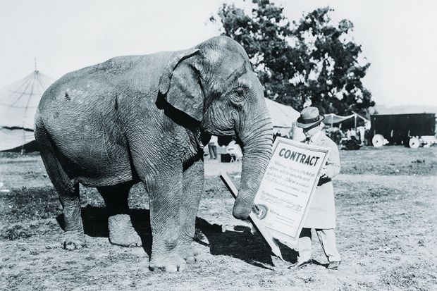 Circus elephant with contract