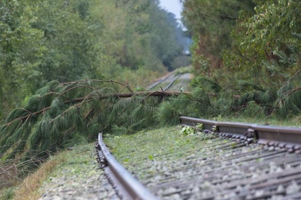 A tree fallen across a railways line
