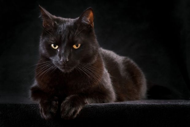 A black cat staring straight ahead