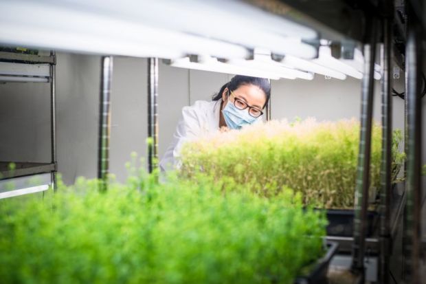 Female scientist examine transgenic plants in the growth chamber