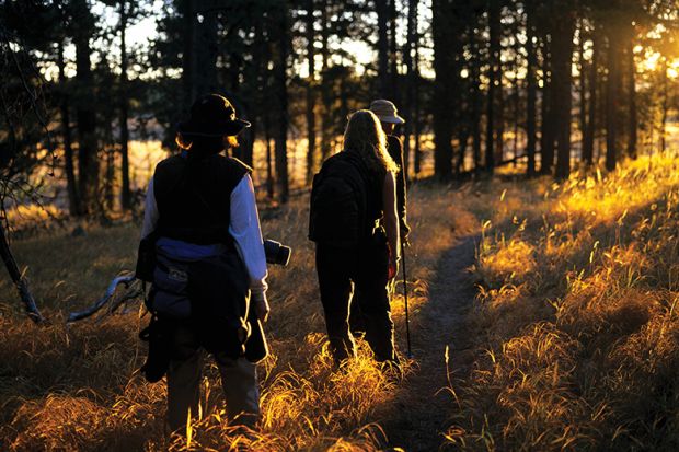 People walking through a wood at sunset illustrating fieldwork