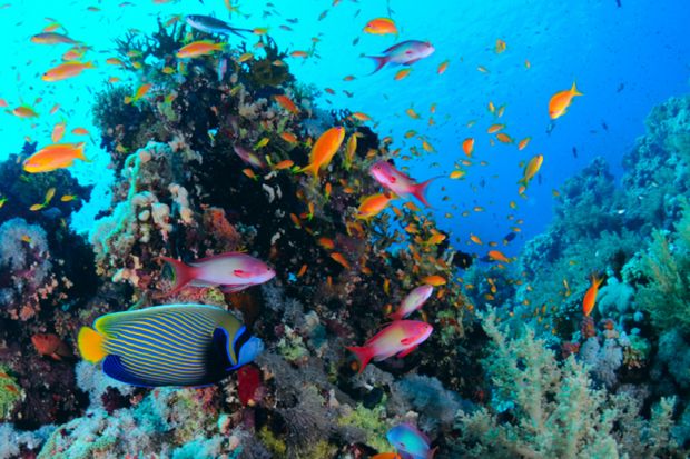 Fish in Red Sea coral reef