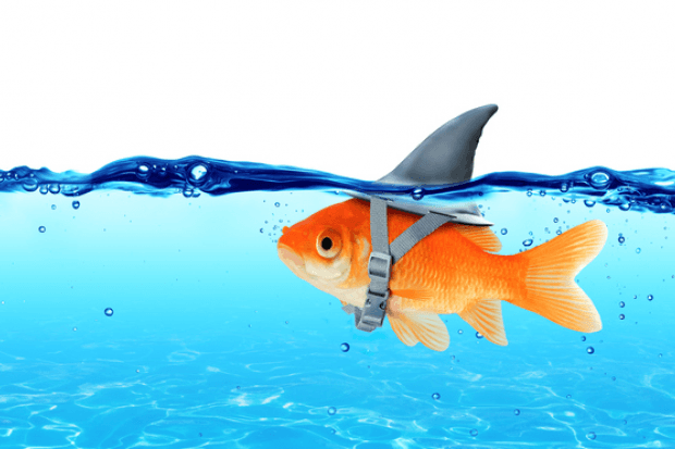 shark, fish, lie, misleading, misled,