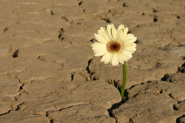 Flower growing from parched earth in desert