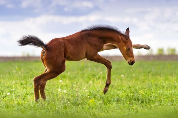 A foal in a field