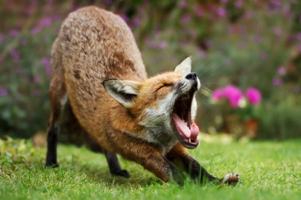 A fox yawning