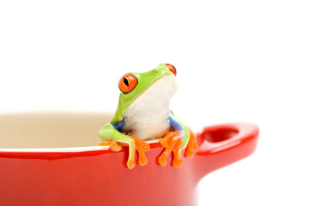 A frog looking out of a saucepan