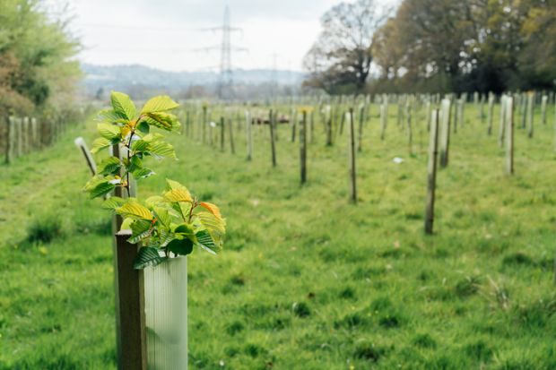  Tree nursery in the forest,