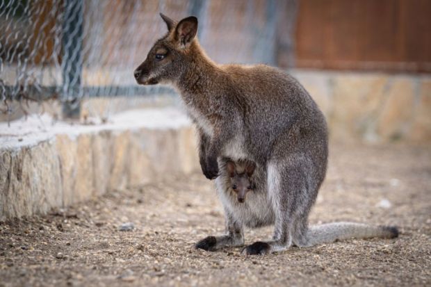 baby Wallaby kangaroo is seen inside the pouch of the mother kangaroo baby Wallaby kangaroo is seen inside the pouch of the mother kangaroo