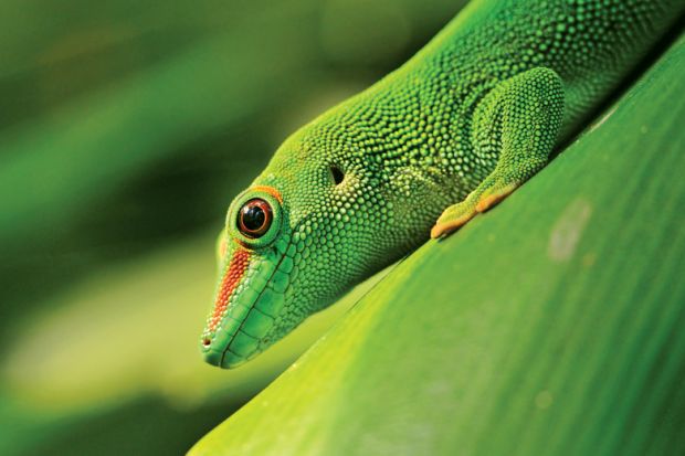 Green lizard sitting on plant