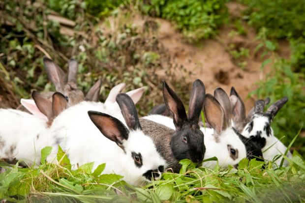 Group of rabbits grazing on leaves