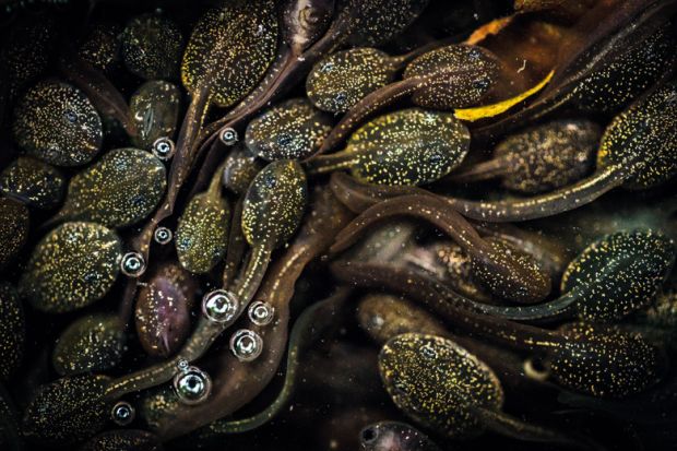 Group of writhing tadpoles, Jeanette Sakel, University of the West of England, British Wildlife Photography Awards