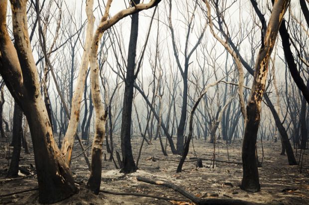 Gum trees burnt by bushfire