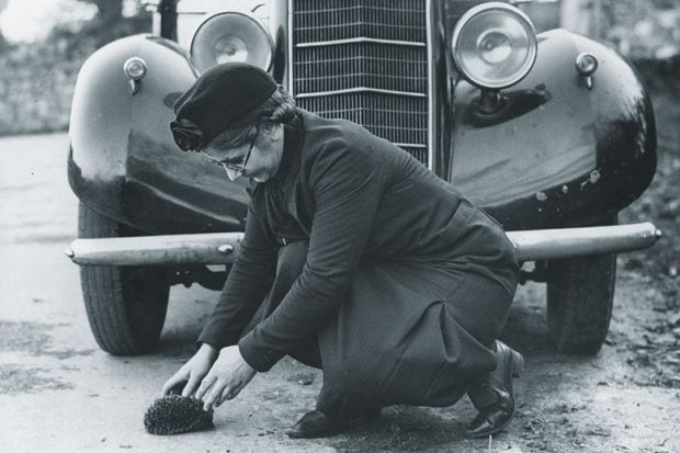 Woman saving hedgehog