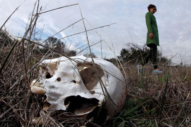 Human skull lying in-grass, researcher Kate Spradley in background
