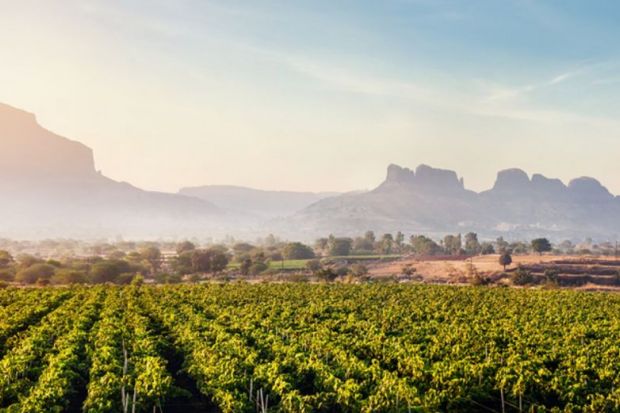 istock Indian vineyards Indian vineyards
