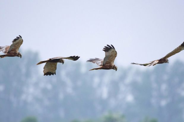Four western marsh harriers in flight