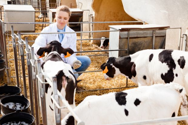 Young smiling female veterinarian inspecting calves in dairy farm Young smiling female veterinarian inspecting calves in dairy farm