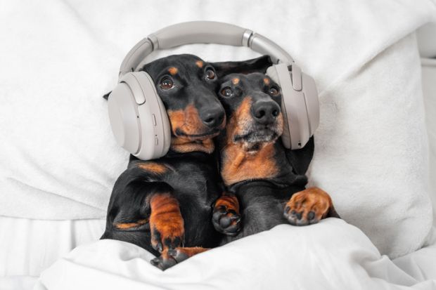Two cute dogs in bed, sharing a pair of earphones