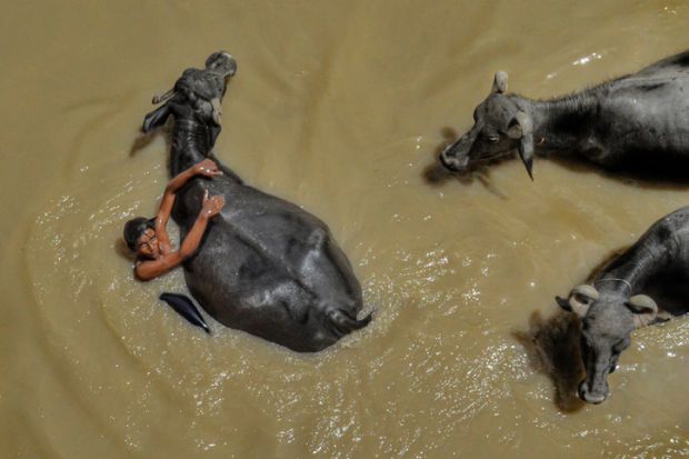 Shepherd with buffalo Shepherd with buffalo