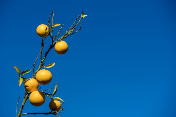 Orange branch Orange branch