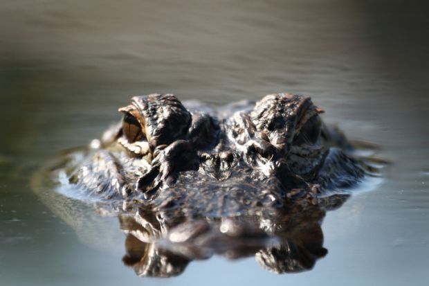 An alligator peers out of the water