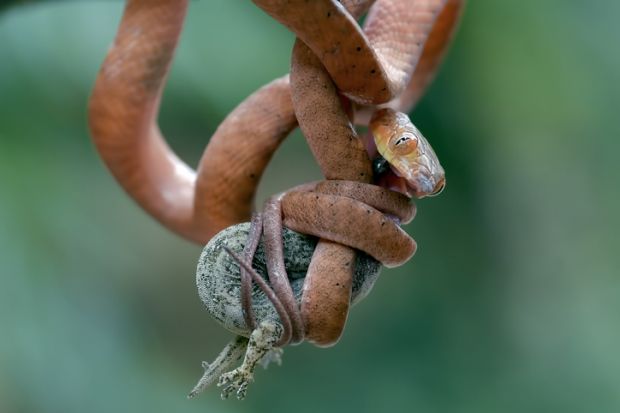 Baby red boiga eating a gecko