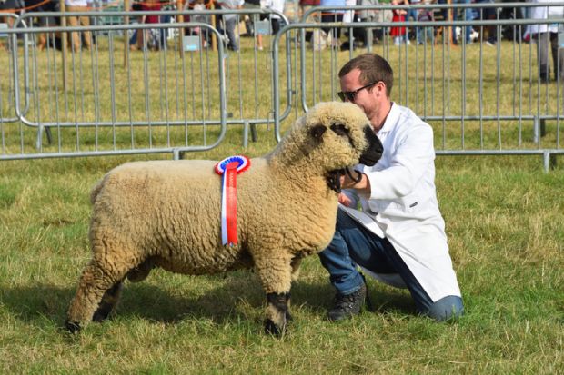Great Gransden, Cambridgeshire, England - September 30, 2023: Prize winning Sheep with handler