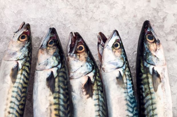 Fresh fish on ice Fresh fish on ice