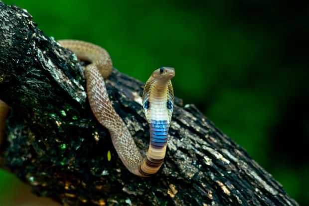 Indian spectacled cobra