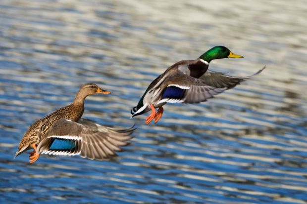 male and female ducks