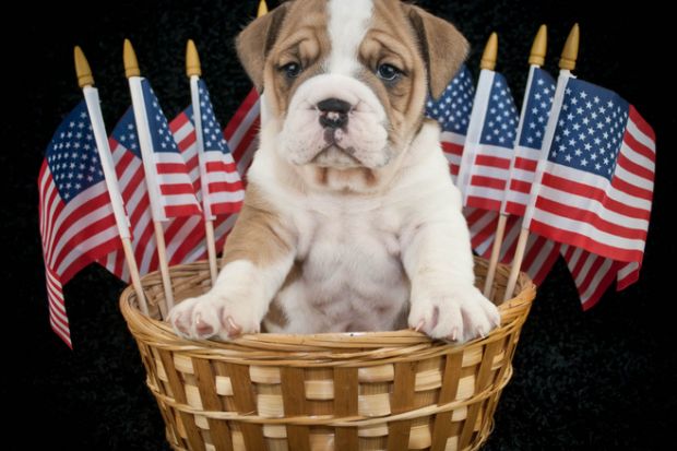 Dog in a basket with US flags Dog in a basket with US flags