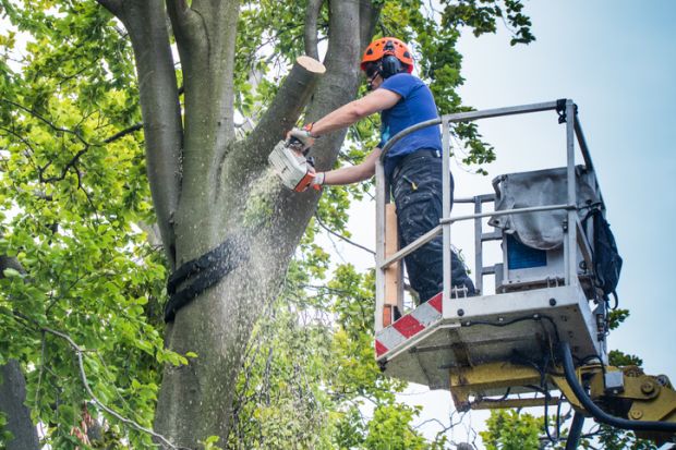 Worker felling the more than 500 year old "Emperor Beech" in Moers Schwafheim. 