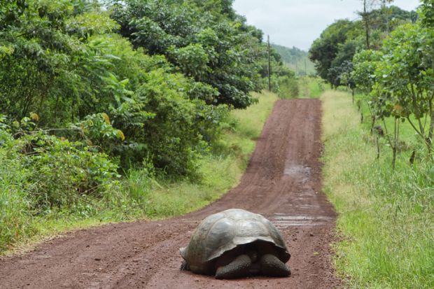 slow, tortoise, 