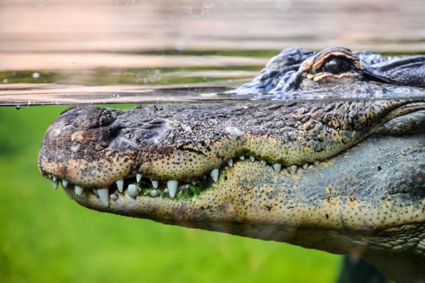 Crocodile, predator, predatory