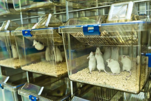 Experimental laboratory mice Experimental laboratory mice