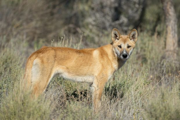 dingo wildlife Australia bush native animal