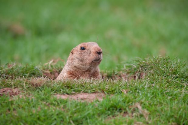 Groundhog Day as groundhog emerges from its burrow