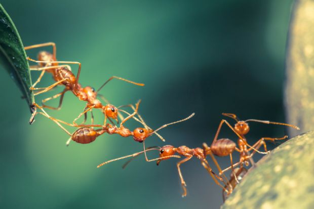 Ants working together to make a bridge