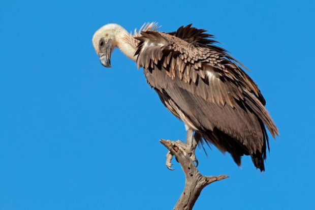 A white-backed vulture (Gyps africanus) on a branch against a blue sky, South Africa
