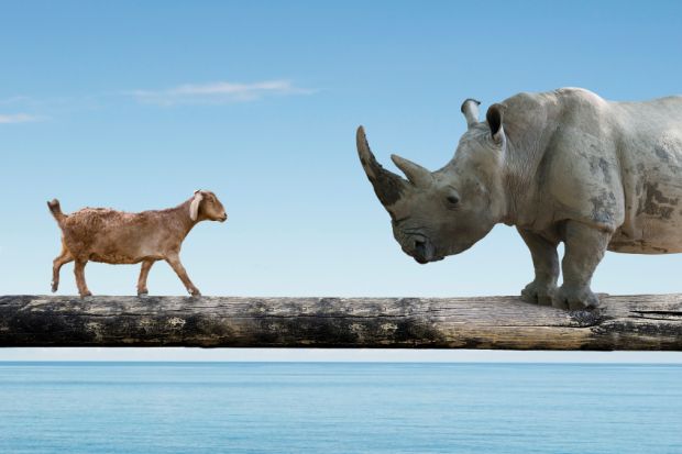 Goat and a rhino on a bridge