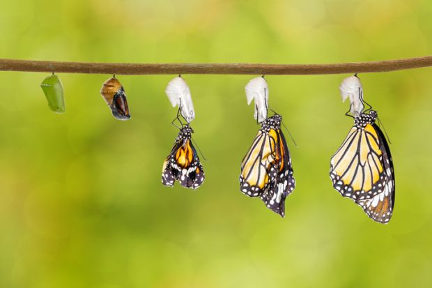 Butterflies emerge from their chrysalises Butterflies emerge from their chrysalises