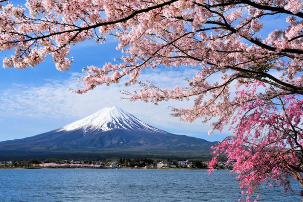 Mount Fuji and cherry tree, Japan