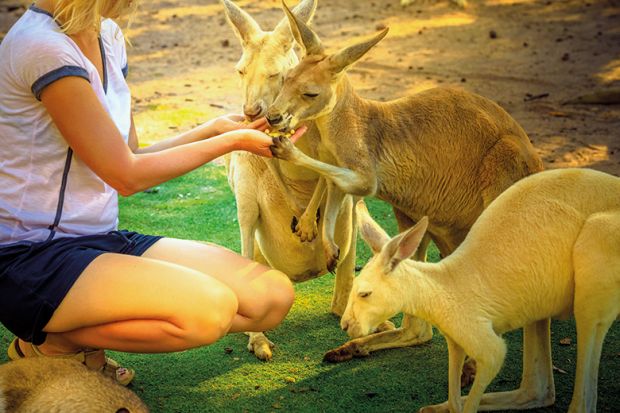 kangaroos feeding