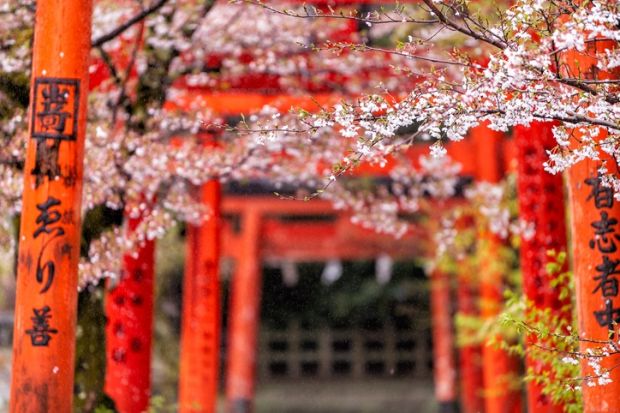 kyoto japan shrine gates and cherry blossom