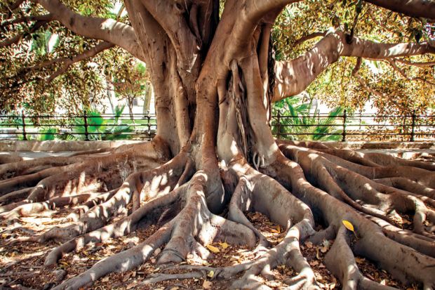 large ficus tree with exposed roots